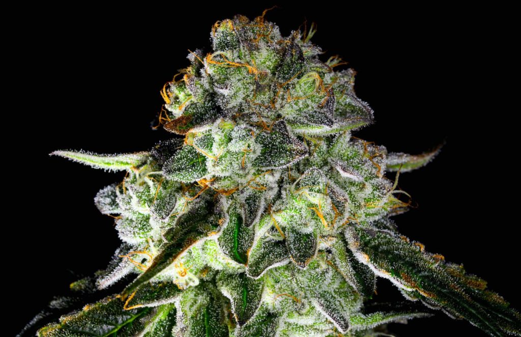 Kush Mints Bloom County Colorado’s Home Town Cannabis Retailer