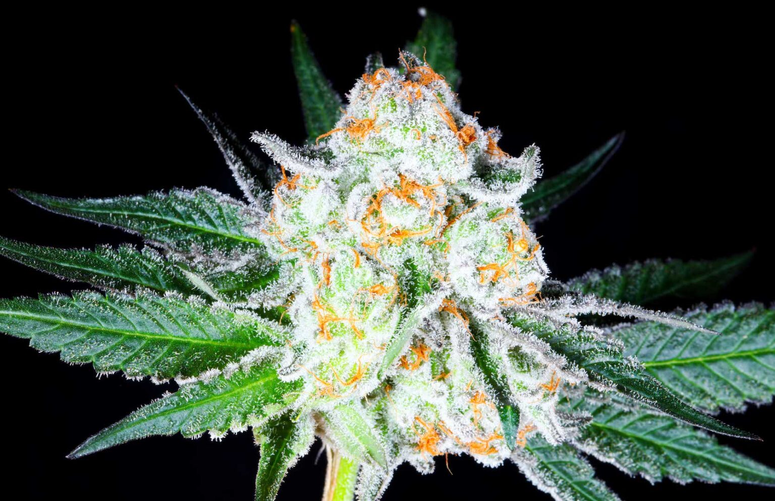 Punch Mints Bloom County Colorado’s Home Town Cannabis Retailer