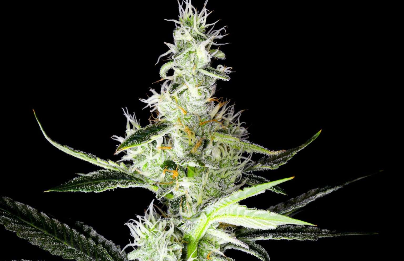 Strains Bloom County Colorado